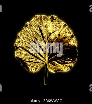 Foglia d'oro della pianta orecchio Elefant con luci su sfondo scuro con sfumatura radiale, stile nero minimalista alla moda Foto Stock