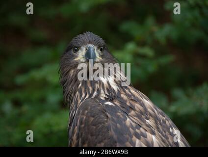 Aquila di Tawny (Aquila rapax) - grande uccello di preda su sfondo verde naturale. L'aquila guarda con intensità poppiera. Foto Stock