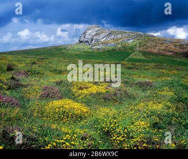 Heather e gorse fioriscono nel Dartmoor a Haytor in un'atmosfera tempestosa. Dartmoor National Park, Devon, Gran Bretagna Foto Stock