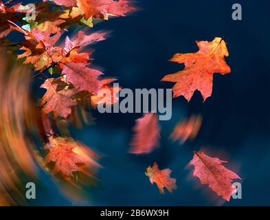 Quercia turca (Cerris Quercus). Foglie in caduta in autunno, Germania Foto Stock