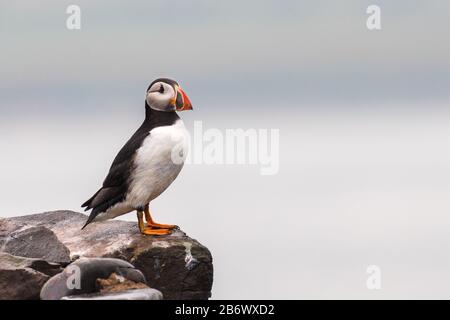 Puffin Atlantico (Fratercola arctica) in piedi sulla rocciosa isola di Farne fuori dal nord-est dell'Inghilterra Foto Stock