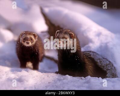 Polecat europeo (Mustela putorius). Una coppia in piedi nel sole di sera davanti al loro burrow in neve profonda. Il maschio (destro) è più grande della femmina. Germania Foto Stock