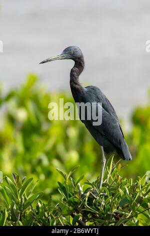 Piccolo airone blu (Egretta caerulea) accanto a un fiume fangoso scorcio in Suriname, Sud America Foto Stock