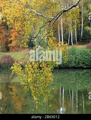 Autunno foresta si riflette nel lago. Il ramo di betulla verde e giallo è in primo piano. Foto Stock