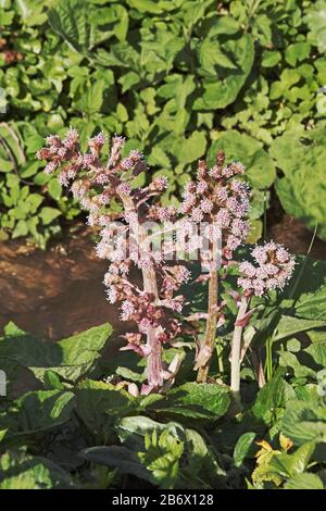 Infiammazioni di butterbur, di Petasites Hybridus, di asteraceae Foto Stock