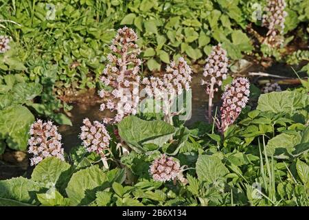 Infiammazioni del butterbur, dell'erba di peste, dell'ibrido di Petasites Foto Stock