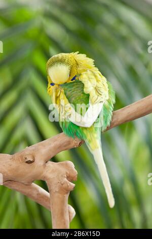 Budgerigar, Budgie (Melopsittacus undulatus). Adulto verde dorme su una diramazione. Germania Foto Stock