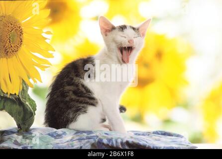 Gatto domestico. Un gattino si siede su un cuscino davanti ai girasoli, tendendo. Germania Foto Stock