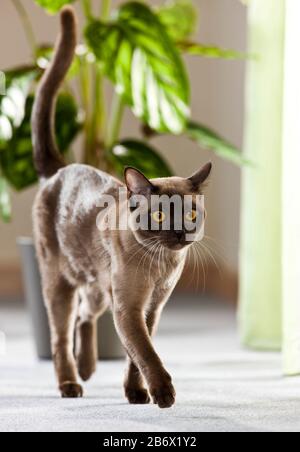 Gatto birmano. Adulto a piedi nella parte anteriore di una pianta in vaso. Germania Foto Stock