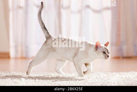 Gatto birmano. Adulto in appartamento, camminando su un tappeto. Germania Foto Stock