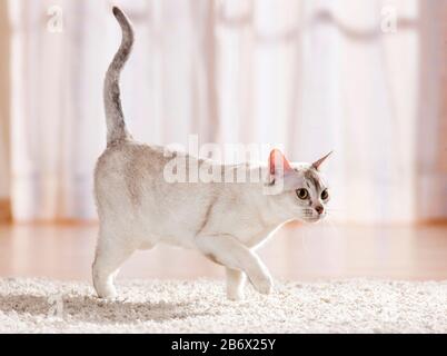 Gatto birmano. Adulto in appartamento, camminando su un tappeto. Germania Foto Stock