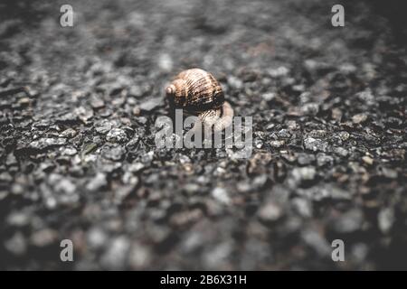 Primo piano di una lumaca sulla strada Foto Stock