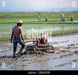 Uomo che cammina dietro un meccanico, alimentato, rotovator che gira il suolo in un risone allagato di riso prima di piantare un raccolto di piantine, Luzon, Filippine, febbraio Foto Stock