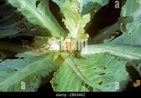 Un cavolo o un verme del vecchio mondo (Hellula undalis) caterpillar su una pianta di cavolo danneggiata, Malesia, febbraio Foto Stock