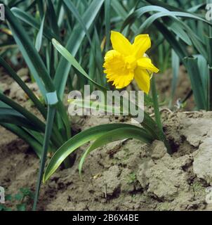 Una pianta di daffodil commerciale stuntata (Narcissus sp.) infettata dal marciume basale (Fusarium oxysporum f.sp. Narcisi) in un raccolto, Lincolnshire Foto Stock