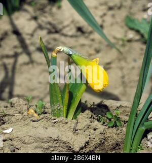 Una pianta di daffodil commerciale stuntata (Narcissus sp.) infettata dal marciume basale (Fusarium oxysporum f.sp. Narcisi) in un raccolto, Lincolnshire Foto Stock