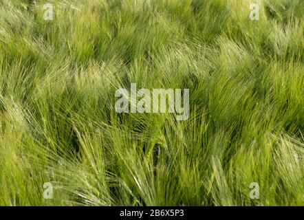 Primo piano del campo di grano verde. Gli Spikelets oscillano nel vento. Foto Stock