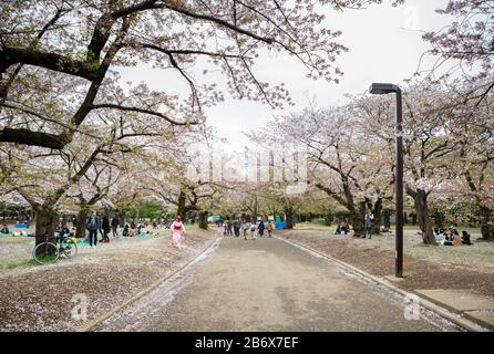 La gente si riunisce sotto la fioritura dei ciliegi, sakura, nel Parco Yoyogi, Tokyo, Giappone. Foto Stock