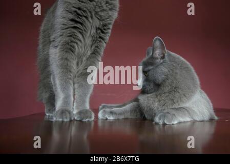 Due gatti Nebelung che si lavano intorno sui mobili Foto Stock