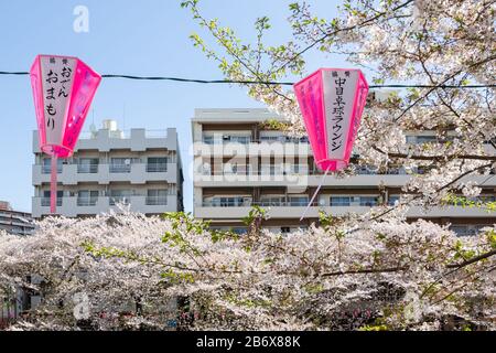 Lanterne rosa celebrato ciliegia stagione fiore a Nakameguro, Tokyo, Giappone, con appartamenti sullo sfondo. Foto Stock