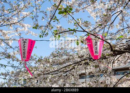 Lanterne rosa celebrato ciliegia stagione fiore a Nakameguro, Tokyo, Giappone Foto Stock