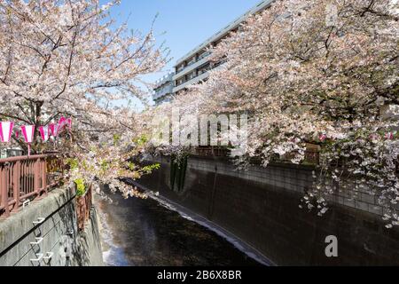 Lanterne rosa celebrato ciliegia stagione fiore a Nakameguro, Tokyo, Giappone Foto Stock