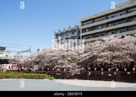 Lanterne rosa celebrato ciliegia stagione fiore a Nakameguro, Tokyo, Giappone, con appartamenti sullo sfondo. Foto Stock