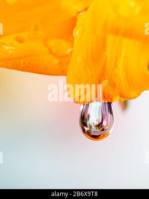 Goccia d'acqua appesa al petalo giallo di un girasole con spazio copia Foto Stock