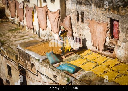 Un operaio ordina attraverso la pelle tinta nel quartiere dei conciatori di Fes, Marocco Foto Stock