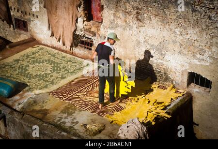 Un operaio ordina attraverso la pelle tinta nel quartiere dei conciatori di Fes, Marocco Foto Stock