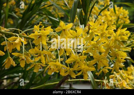 Orchidea Grammatophyllum speciosum visto all'aperto primo piano. Foto Stock