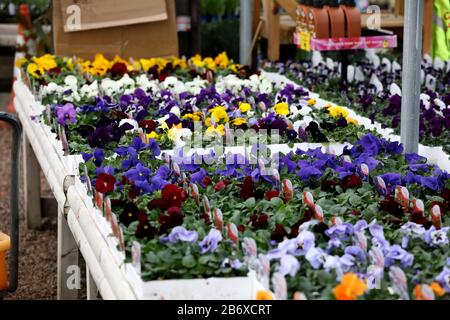 Vista generale del Brick Kiln Garden Center, Chichester, West Sussex, Regno Unito. Foto Stock