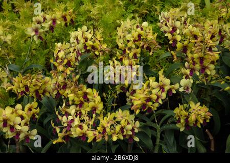 Orchid Dendrobium Sri Siam visto all'aperto nel Giardino Botanico di Singapore. Foto Stock