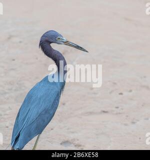 Piccolo airone blu (Egretta caerulea) su un fiume fangoso scorcio in Suriname, Sud America Foto Stock