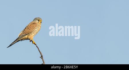 il falco sparviero è cacciatore nella natura Foto Stock