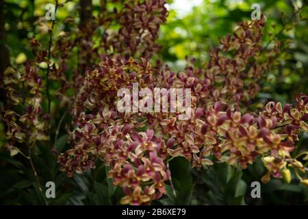 Orchid Dendrobium Zhou Xun visto all'aperto primo piano. Foto Stock