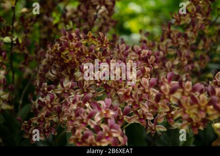 Orchid Dendrobium Zhou Xun visto all'aperto primo piano. Foto Stock