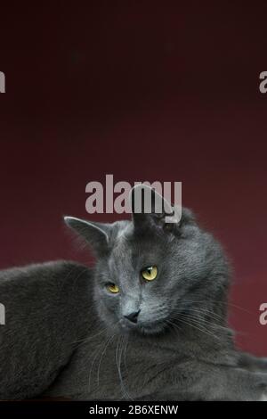 Gatto Nebelung di fronte a uno sfondo viola Foto Stock
