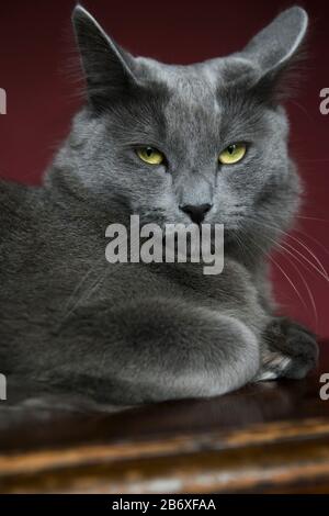 Primo piano di un gatto Nebelung seduto su un tavolo Foto Stock