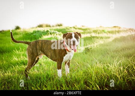 American Stanford o Staffordshire sul campo con spazio di copia per il testo Foto Stock