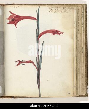 Kaapse bloem disegno colore di un pezzo di gambo e il fiore di una pianta che appare sul Capo Di Buona Speranza. Con iscrizione. Parte dello sketchbook di Jan Brandes, Vol. 2 (1808), pag. 103. Produttore : artista: Jan BrandesPlats prodotto: Città del Capo Data: 30 lug 1786 caratteristiche Fisiche: Acquerello su disegno a matita, pennello colore materiale: Carta matita Tecnica: Dimensioni pennello: H 195 mm × W 155 mmOnderwerpWie Jan Brandes Foto Stock