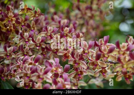 Orchid Dendrobium Zhou Xun visto all'aperto primo piano. Foto Stock