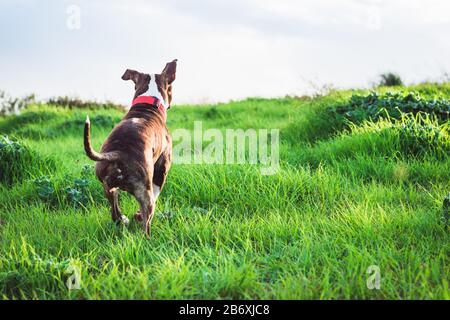Happy American Stanford o Staffordshire in esecuzione sul campo con spazio copia per il testo Foto Stock