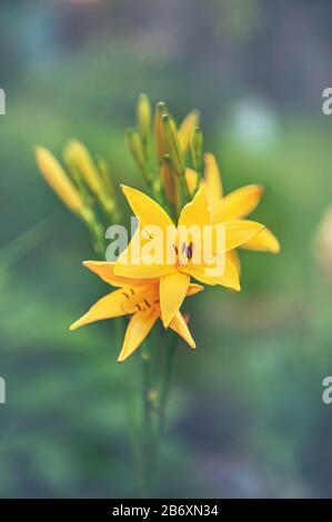 Bel giallo delicato gigli su un letto di fiori in giardino. Splendido sfondo floreale per il designer. Spazio di copia. Foto Stock