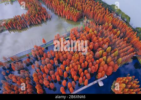 La metasequoia rossa nel parco di campagna in autunno hanno una bella riflessione Foto Stock