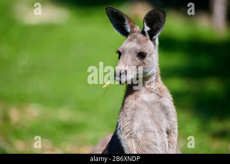 Rosso-un wallaby dal collo (Macropus rufogriseus) Foto Stock