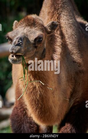 Bactrian camel (Camelus bactrianus) Foto Stock