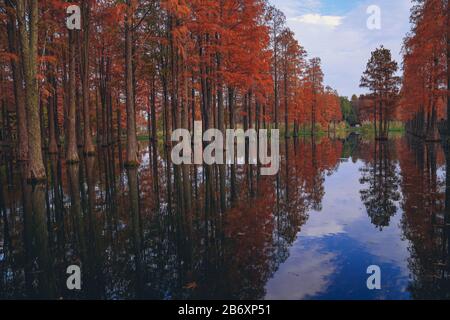 La metasequoia rossa nel parco di campagna in autunno hanno una bella riflessione Foto Stock