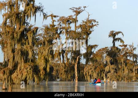 USA, Deep South, Louisiana, St. Martin Parish, Lake Martin, due Bald Eagle Pair sull'albero Foto Stock