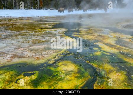 Usa, Montagne Rocciose, Wyoming, Parco Nazionale Di Yellowstone, Upper Geyser Basin Foto Stock